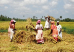 ザンジバル島（タンザニア連合共和国）における稲の脱穀風景