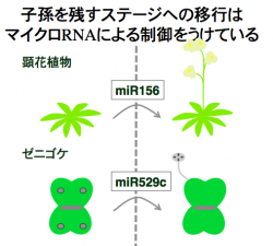 6-1_渡邊原稿での図.png