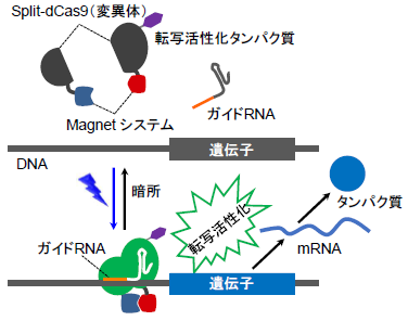 603-04-1-fig03.png