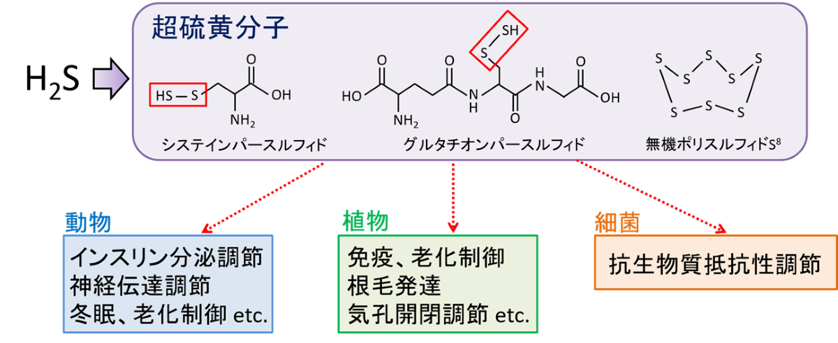 20230214-pr-sobun-01-01.png