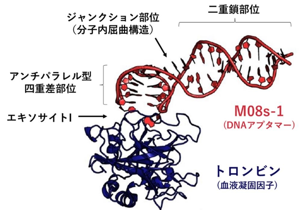 Researchers develop new method to analyze proteins in ecologically