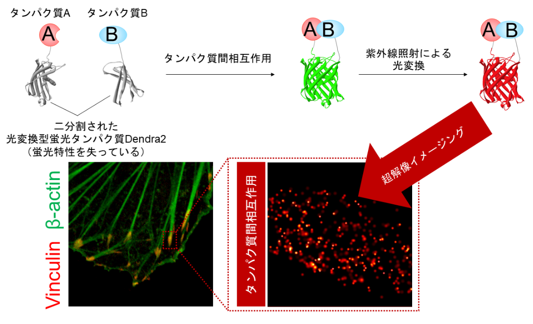 タンパク質間相互作用を超高解像度で可視化する技術を開発～タンパク質間相互作用の位置と数を一分子レベルで計測可能に～