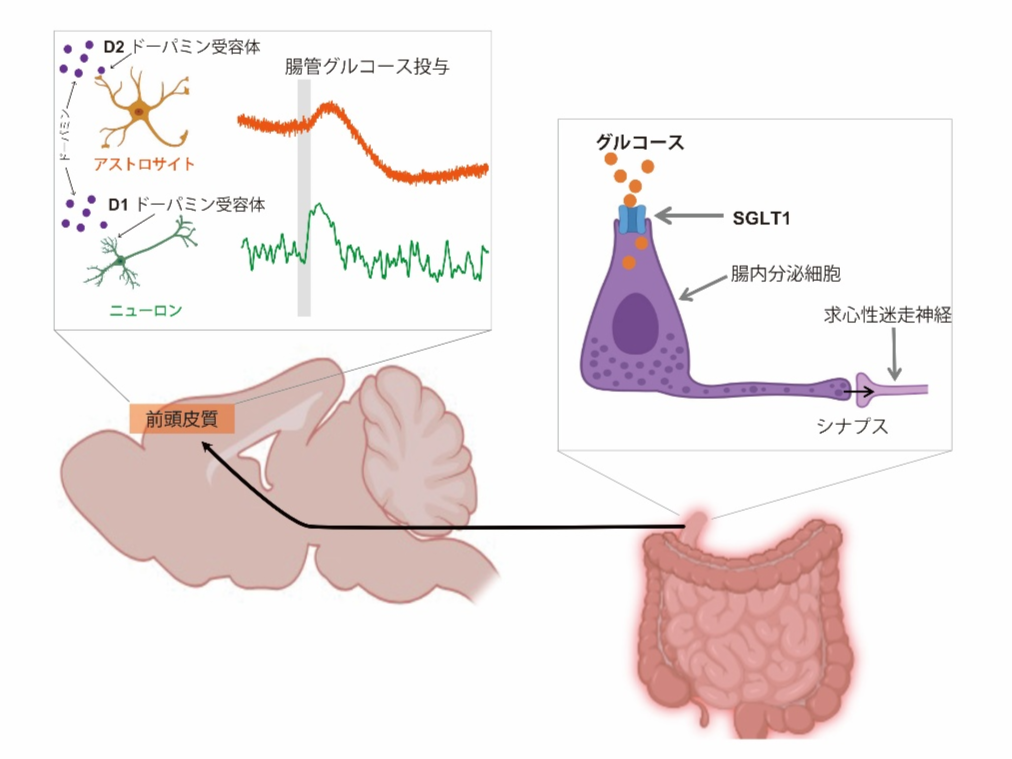 腸脳相関による食べ物の好みの調節～糖嗜好性の調節に腸から脳へのシグナル伝達経路が関与する可能性～